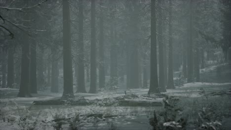 Winter-Verschneiter-Wald-An-Einem-Bewölkten-Tag